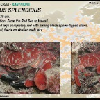Etisus splendidus - Round crab