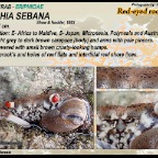 Eriphia sebana - Red-eyed rock crab