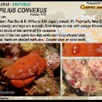 Carpilius convexus - Round crab