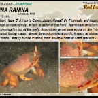 Ranina  ranina - Red frog crab