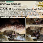 Lauridromia dehaani - De Haan's sponge crab