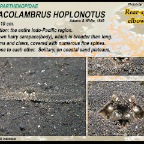 Aulacolambrus hoplonotus - Rear-spined elbow crab