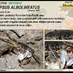 Grapsus albolineatus - Shore crab