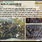 Percnon planissimum - Flat rock crab