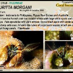 Paguritta morgani - Coral hermit crab