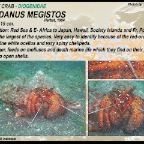 Dardanus  megistos - Hermit crab