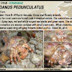 Aniculus maximus - Yellow hermit crab