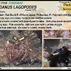 Dardanus lagopodes - Dark knee hermit  crab