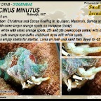 Calcinus minutus - Small  white hermit crab
