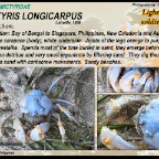 Mictyris longicarpus - Light-blue soldier crab