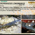 Heteropenaeus longimanus - Longarm prawn
