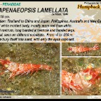 Metapenaeopsis lamellata - Humpback prawn