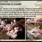 Hymenocera elegans - Harlequin shrimp