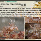 Phyllognathia ceratophthalma - Tiger shrimp