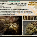 Gnathophyllum americanum - Striped bumblebee shrimp