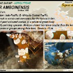 Thor amboinensis - anemone  shrimp
