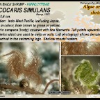 Phycocaris  simulans - Hairy shrimp
