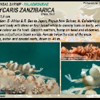 Dasycaris zanzibarica - commensal shrimp