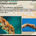 Pontonides unciger - commensal shrimp