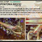Allopontonia brocki - commensal shrimp