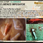 Periclimenes imperator - commensal shrimp
