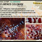 Periclimenes colemani - Coleman shrimp