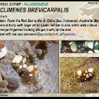 Periclimenes brevicarpalis - commensal shrimp