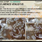 Periclimenes venustus - commensal shrimp
