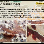 Periclimenes soror - sea star shrimp