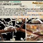 Periclimenes lanipes - Basket star commensal shrimp