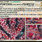 Periclimenes psamathe - Seafan shrimp