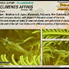 Periclimenes affinis - Twin-stripe crinoid shrimp