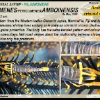Laomenes amboinensis - Ambon crinoid shrimp