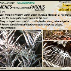 Laomenes pardus - Leopard crinoid shrimp