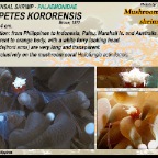 Cuapetes kororensis - Mushroom coral shrimp