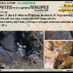 Cuapetes tenuipes - commensal shrimp