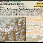 Ancylomenes holthuisi - Holthuis anemone shrimp