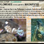 Ancylomenes magnificus - commensal shrimp