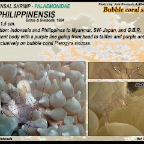 Vir philippinensis - Bubble coral shrimp