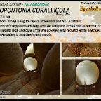Hamopontonia corallicola - Egg shell shrimp