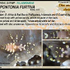 Pliopontonia furtiva - Disc anemone shrimp