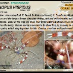 Stenopus hispidus - boxer shrimp