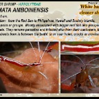 Lysmata amboinensis - White banded cleaner shrimp