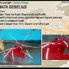 Lysmata debelius - cleaner shrimp