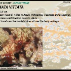 Lysmata vittata - cleaner shrimp