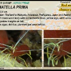 Lysmatella prima - cleaner shrimp