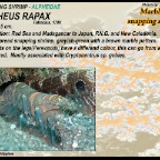 Alpheus rapax - Marbled snapping shrimp