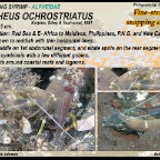Alpheus ochrostriatus - Fine striped snapping shrimp