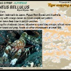 Alpheus randalli - snapping shrimp