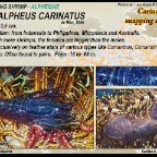 Synalpheus carinatus - snapping  shrimp
